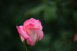 Bernhard Saalfeld - DSC01895 -1